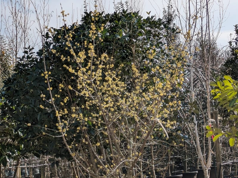 Cornus mas 65 L 1 a