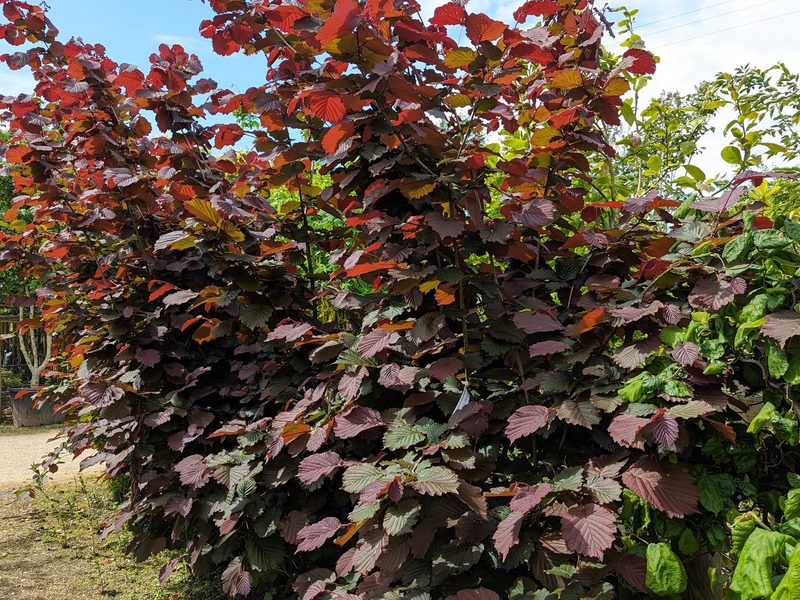 Corylus avellana Red Zellernus 65 L