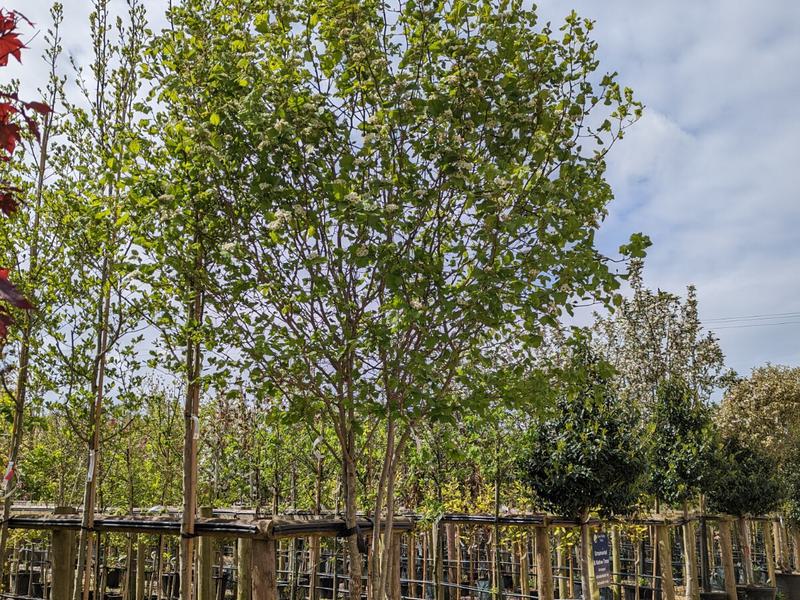 Crataegus coccinea 180 L MS Middle