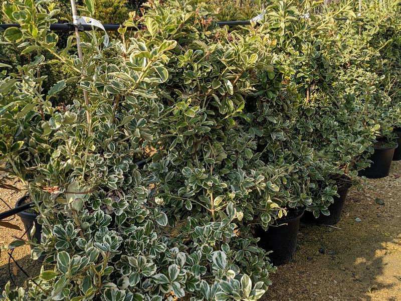 Euonymus jap President Gauthier 30 L 100 125cm