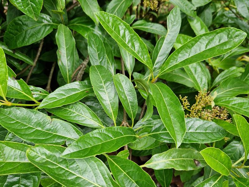 Viburnum Brandywine
