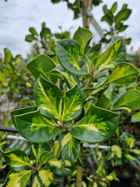 Ilex altaclerensis Lawsoniana close up