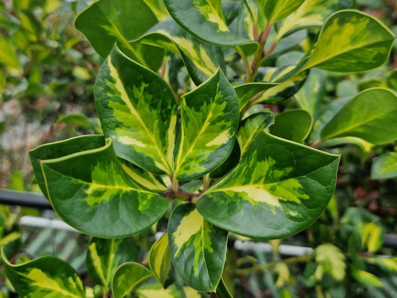 Ilex altaclerensis Lawsoniana close up