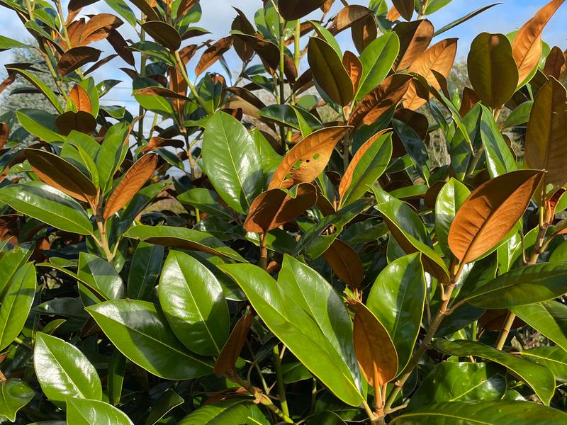 MAGNOLIA GRANDIFLORA FERRUGINEA