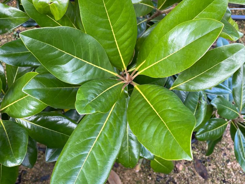 MAGNOLIA GRANDIFLORA MARYLAND