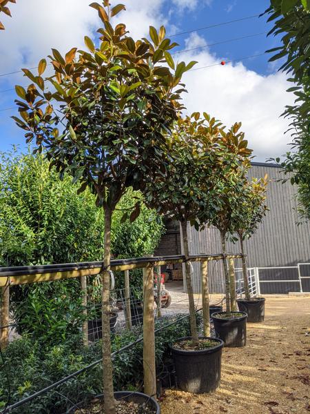 Magnolia grandiflora Goliath 130 L b