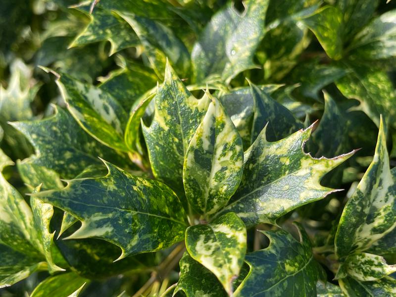 OSMANTHUS HETEROPHYLLUS GOSHIKI
