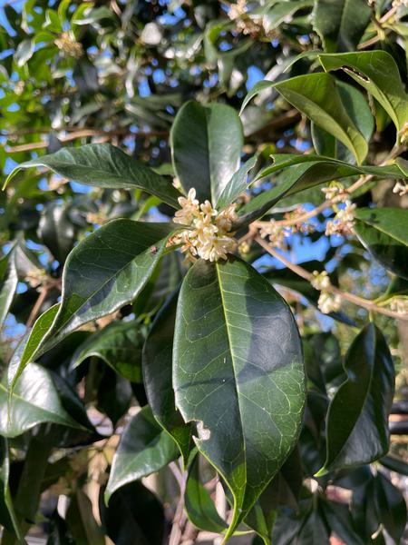 OSMANTHUS X FORTUNEI
