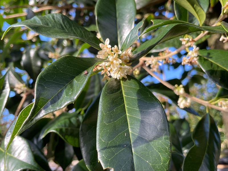 OSMANTHUS X FORTUNEI