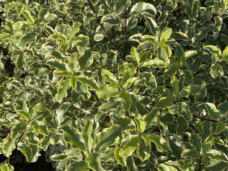 PITTOSPORUM TENUIFOLIUM COLLAIG SILVER