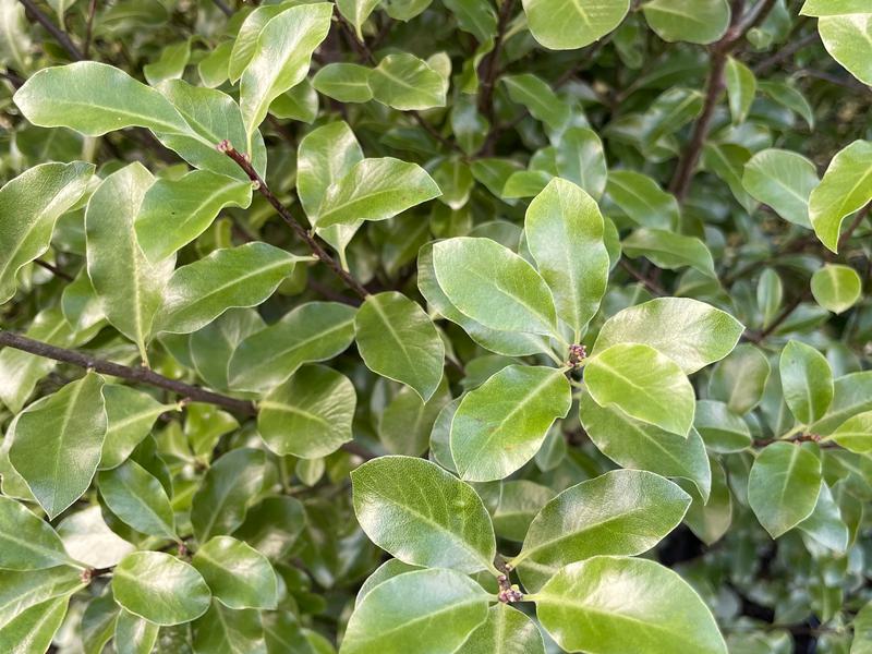 PITTOSPORUM TENUIFOLIUM