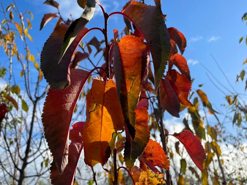 PRUNUS SARGENTII TILTSTONE HELLFIRE