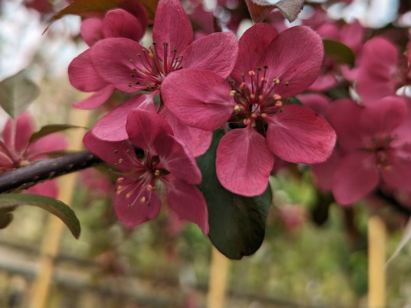 Malus Toringo Scarlet Flower