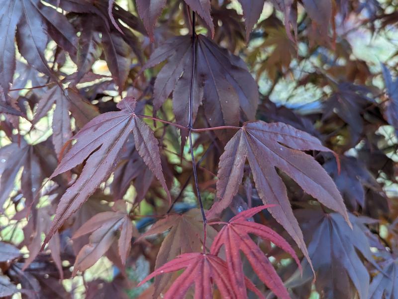 Acer palmatum Skeeters Broom leaf