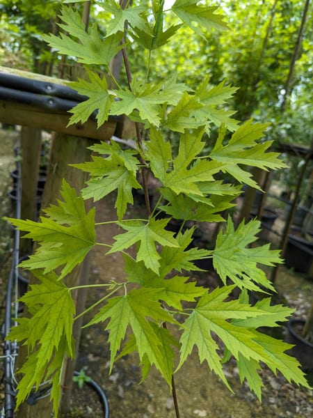 Acer saccharinum Laciniatum wieri leaf