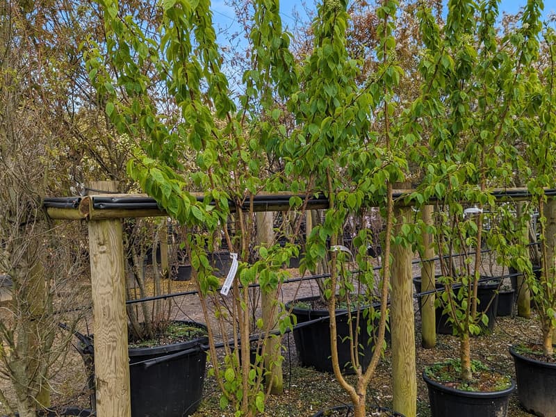 Prunus maackii Amber Beauty 65 L multi stem