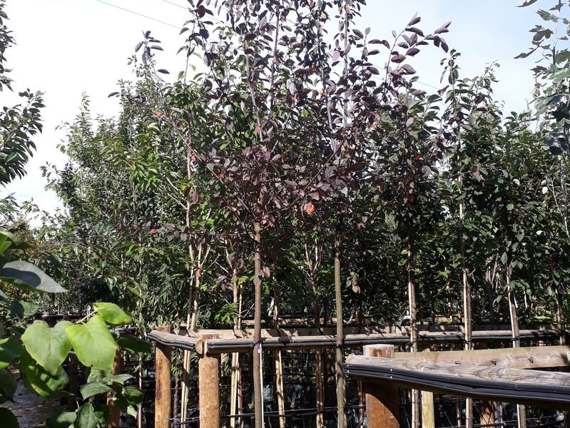 Prunus padus Colorata 30 L