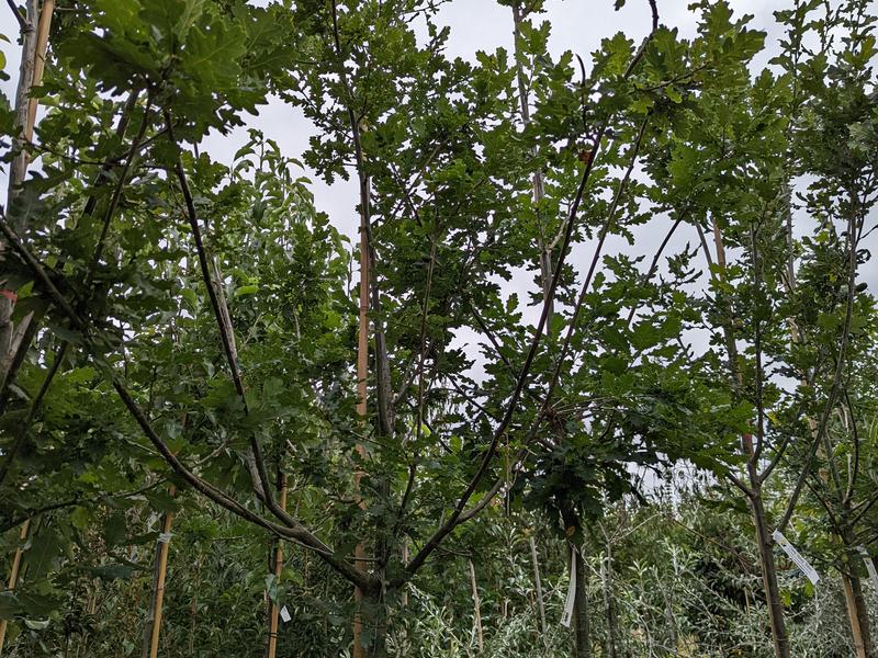 Quercus patraea 55 L canopy