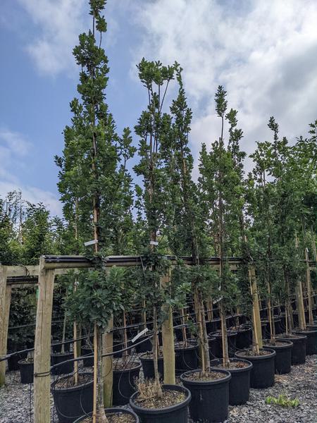Quercus robur Fastigiata 55 L c