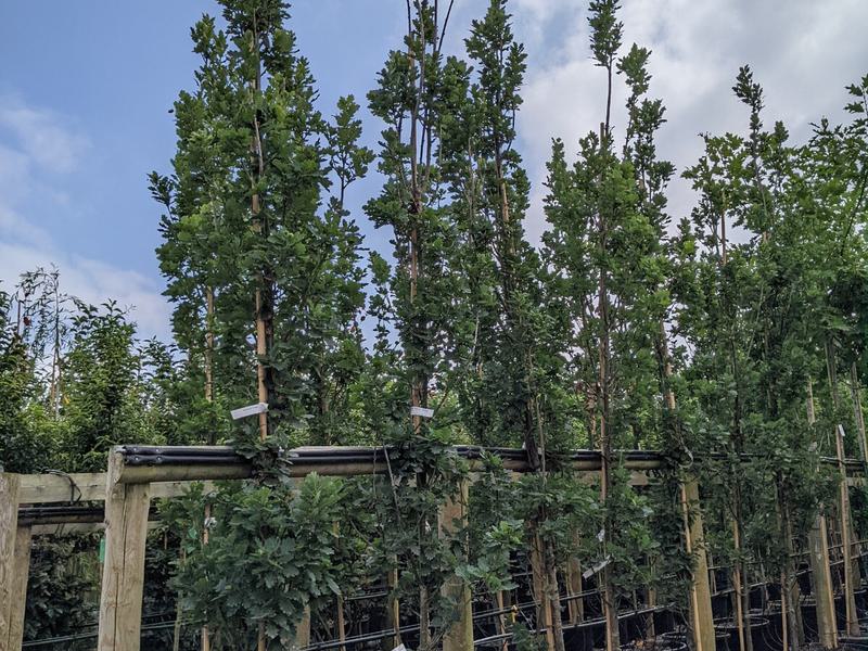 Quercus robur Fastigiata 55 L c