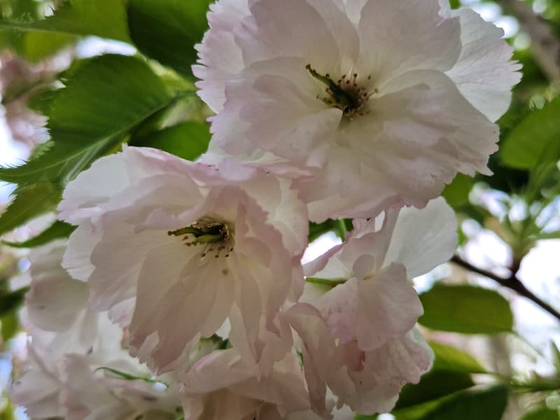 Shogetsu flower
