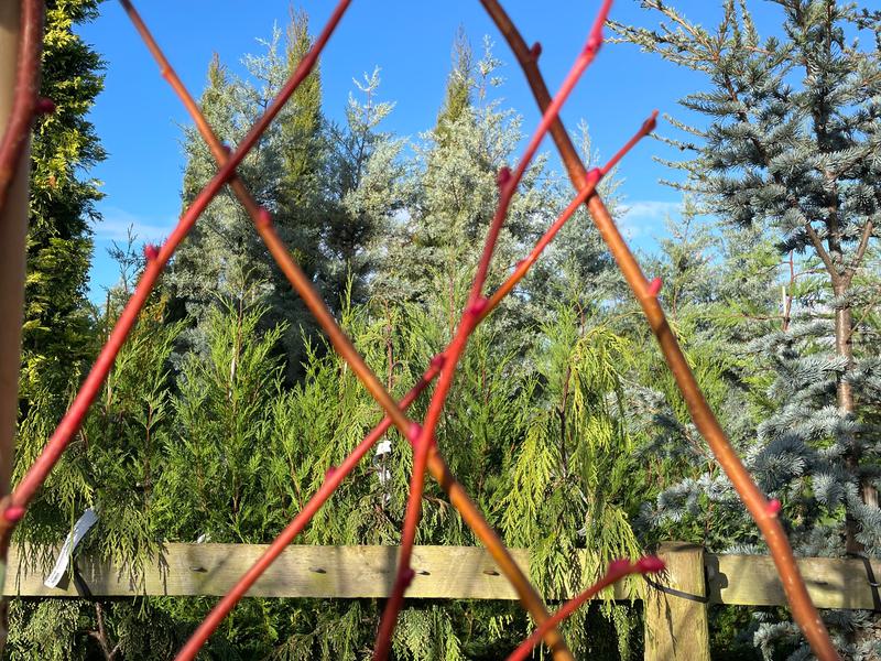 TILIA CORDATA WINTER ORANGE
