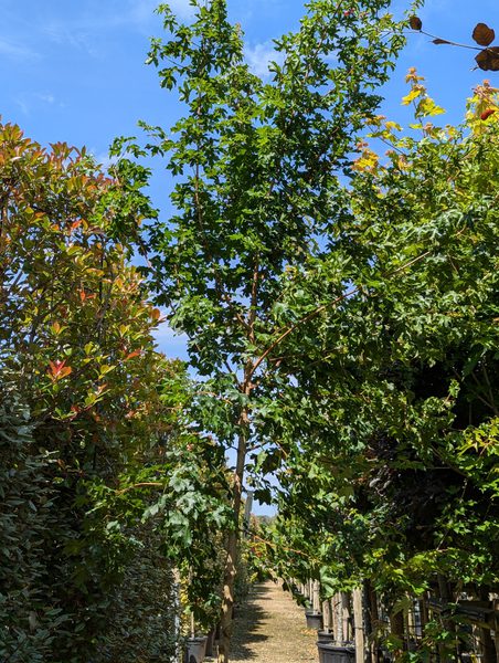 Acer campestre elsrijk A