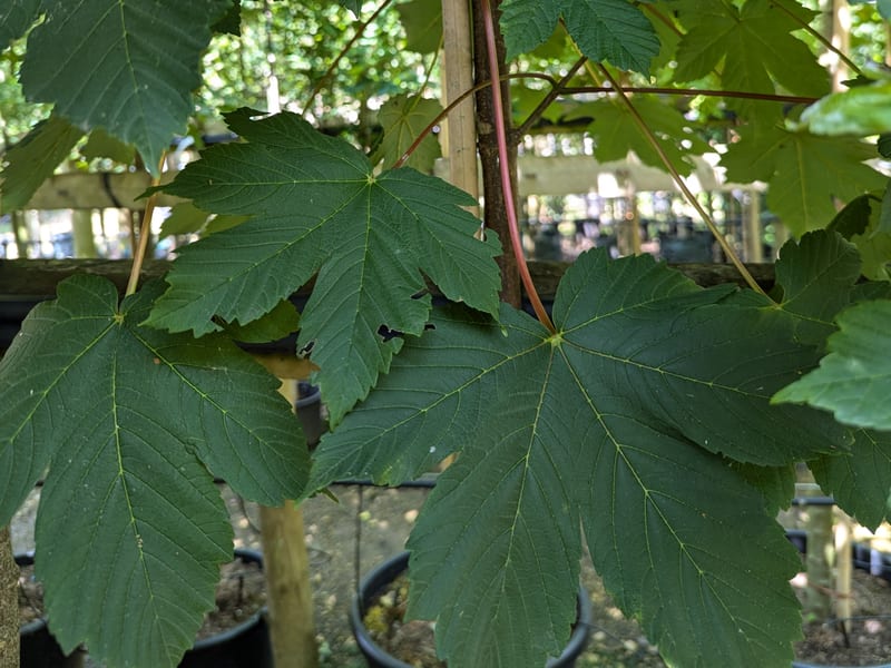 Acer pseudoplatanus erectum A