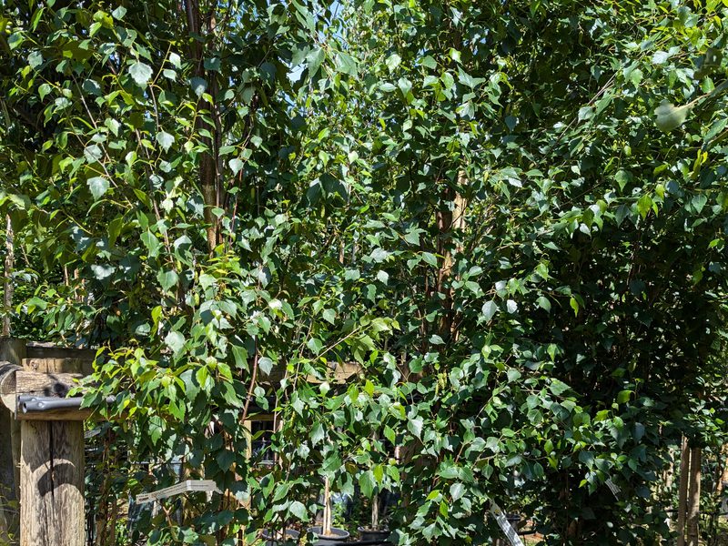 Betula pendula obelisk A