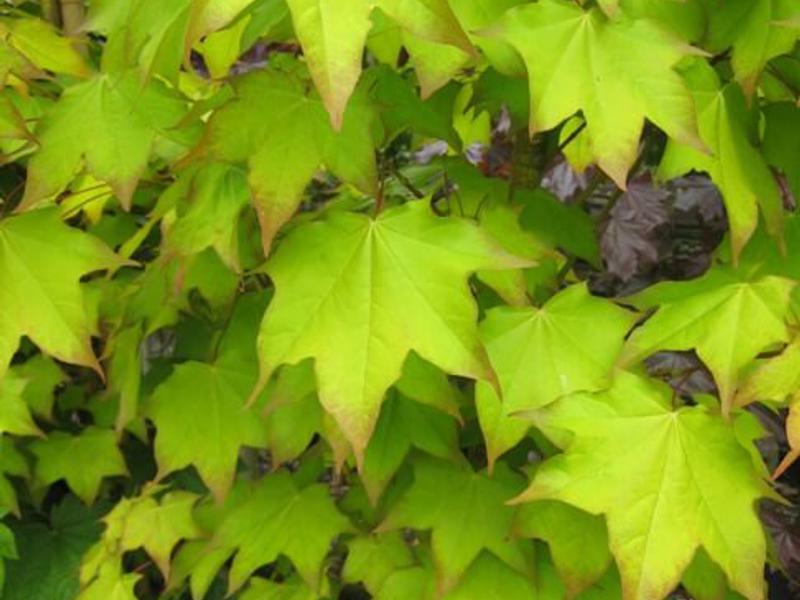 ACER CAPPADOCICUM 1