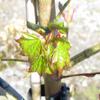 ACER CAPPADOCICUM 3