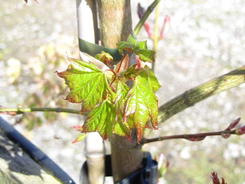 ACER CAPPADOCICUM 3