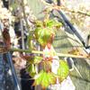 ACER CAPPADOCICUM 4