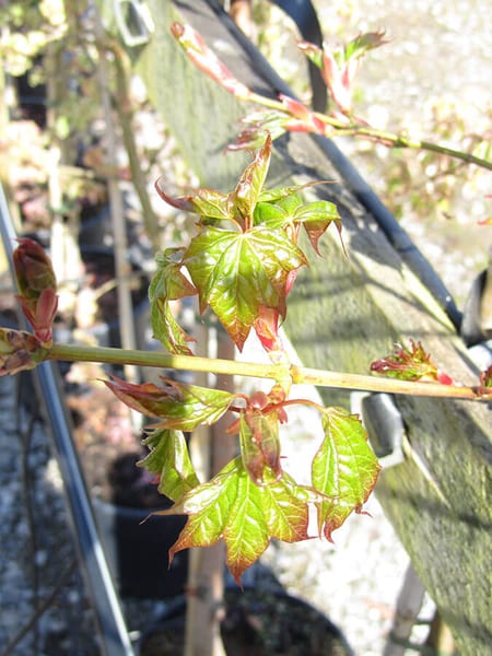 ACER CAPPADOCICUM 4