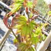 ACER CAPPADOCICUM 5