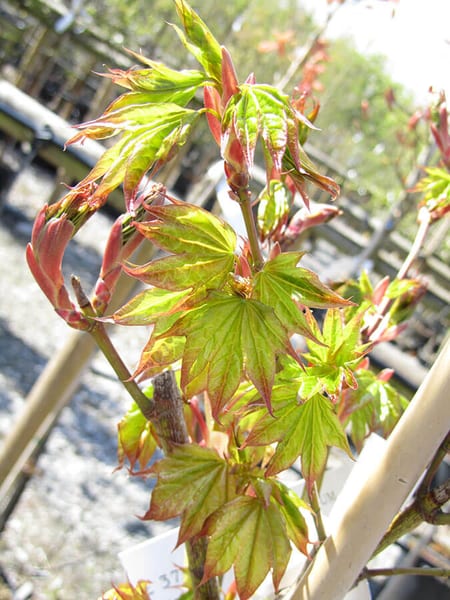 ACER CAPPADOCICUM 5