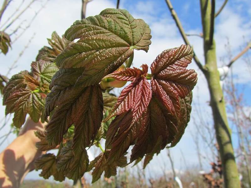 ACER PSEUDOPLATANUS 2