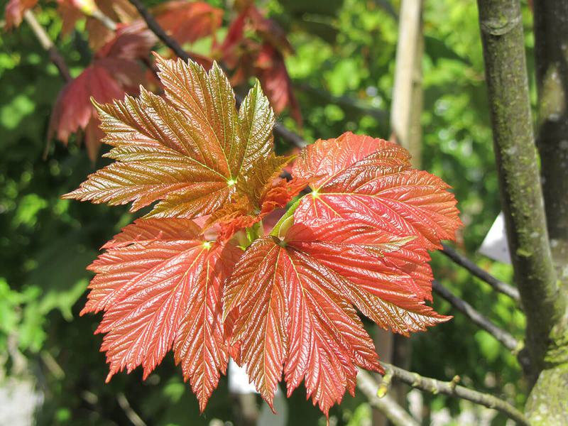 ACER PSEUDOPLATANUS SIMON LOUIS FR 1