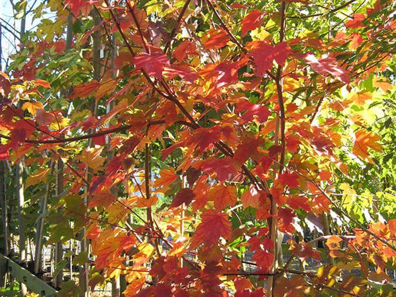 ACER RUBRUM OCTOBER GLORY 4