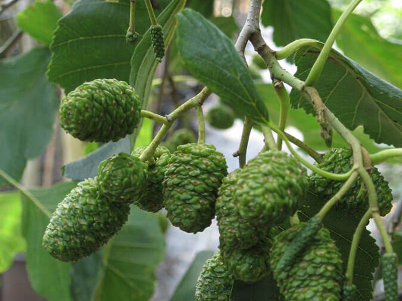 ALNUS GLUTINOSA 9
