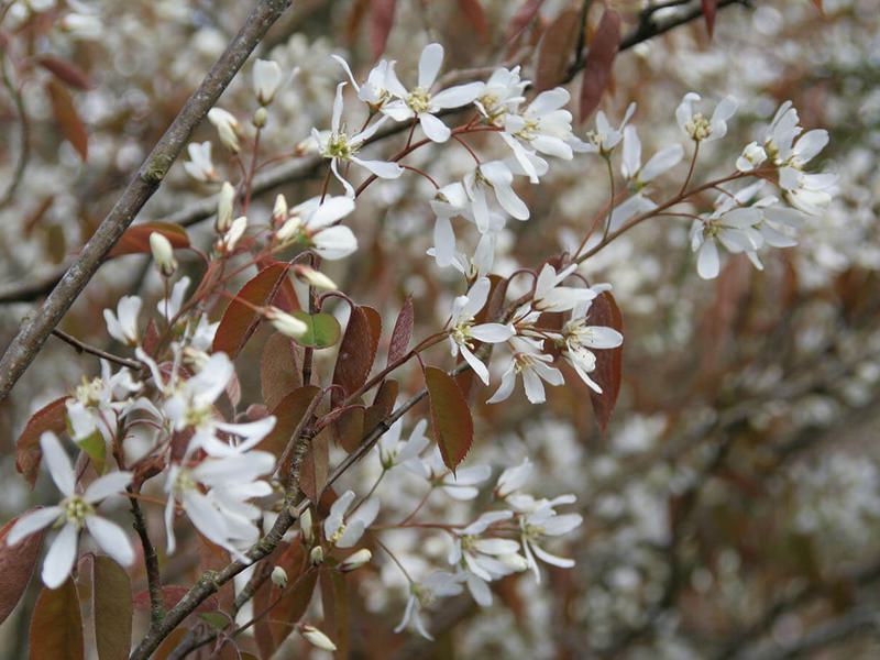 AMELANCHIER LAMARCKII 19