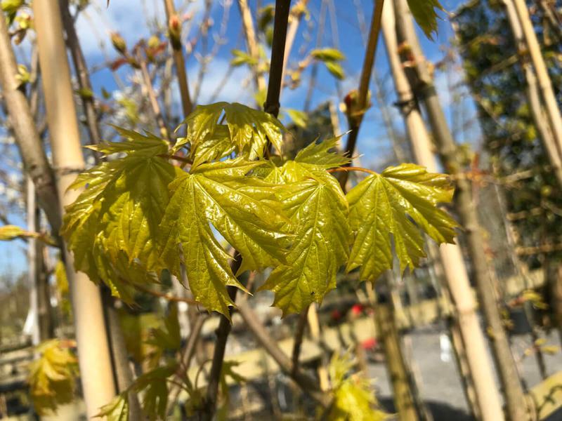 Acer platanoides Princeton Gold 1