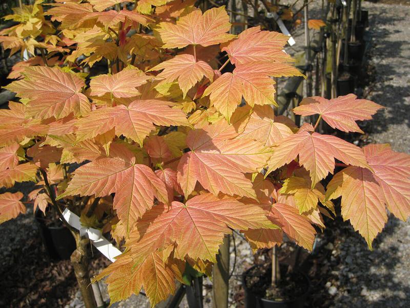 Acer pseudoplatanus brillantissimum 4