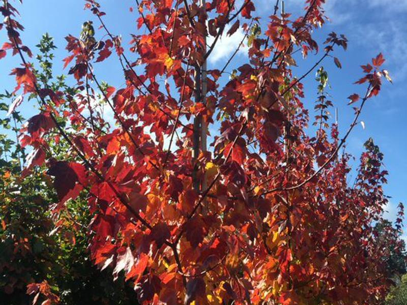 Acer Red Sunset