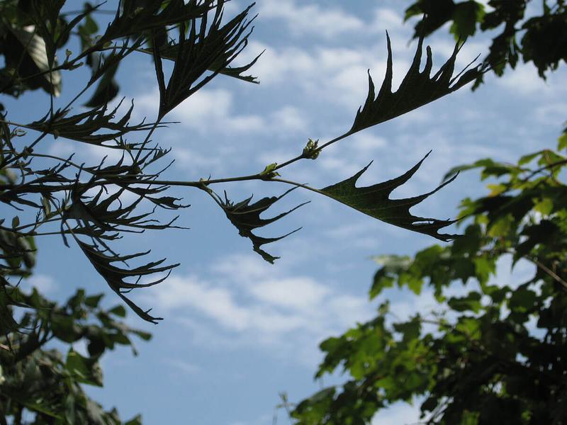 Alnus imperiosa imperialis 6