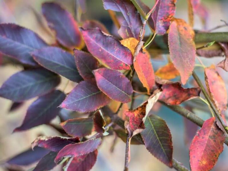 Amelanchier grandiflora Robin Hill 4