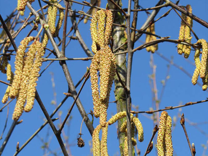 BETULA ALBO FASCINATION 5