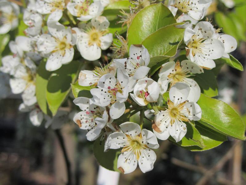 BEURRE HARDY PEAR