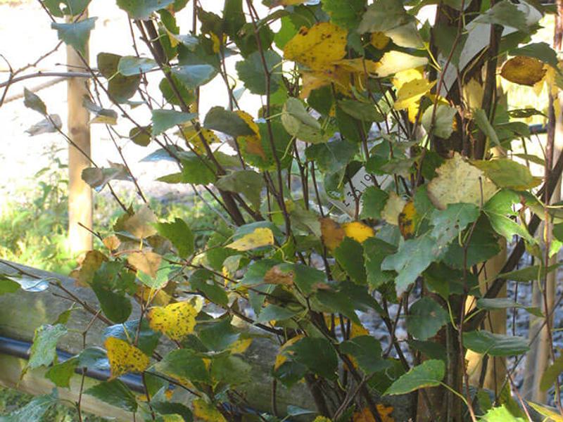 Betula Pendula Fastigiata 2