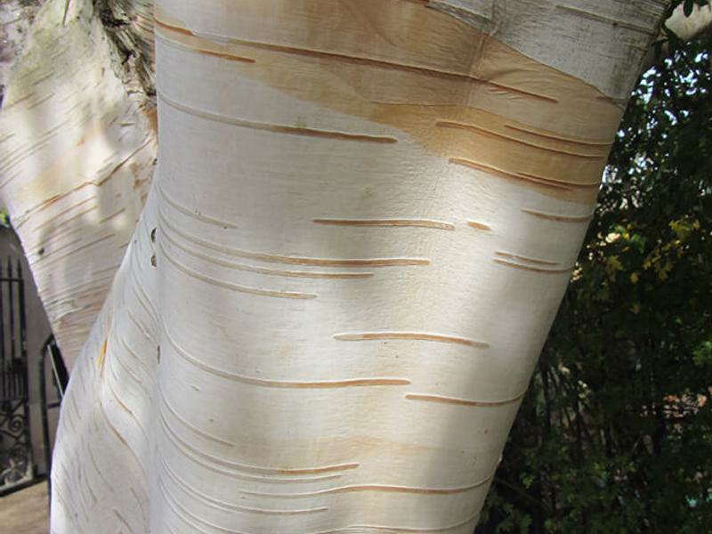 Betula jaquemontii 9b